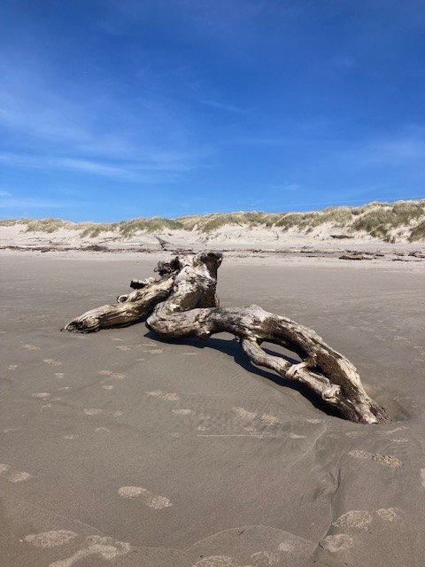Weathered driftwood on an Oregon beach under a deep blue sky